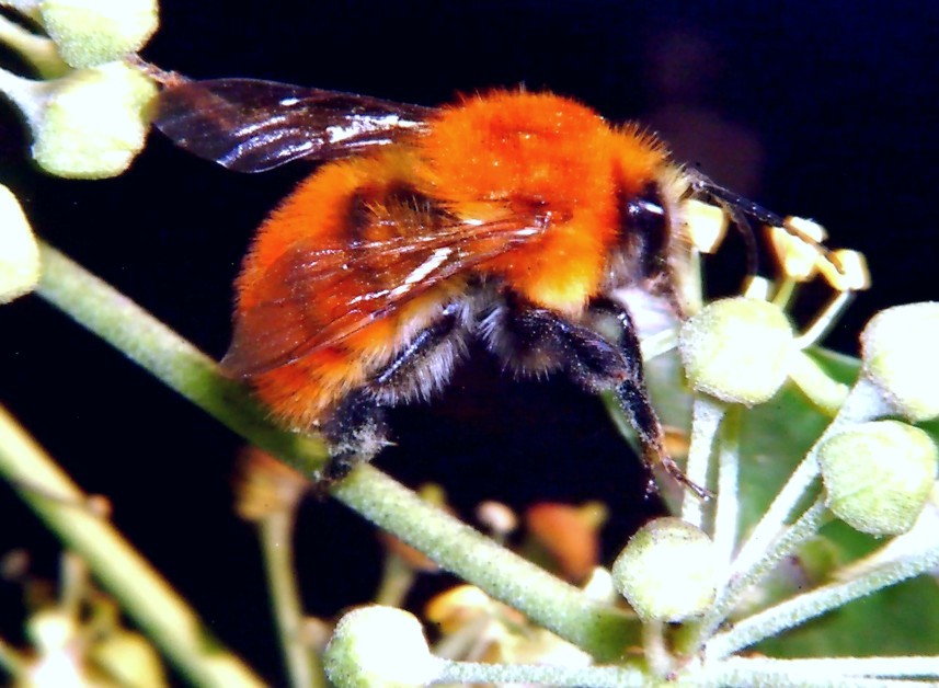 Insetti in volo libero e bombo rosso